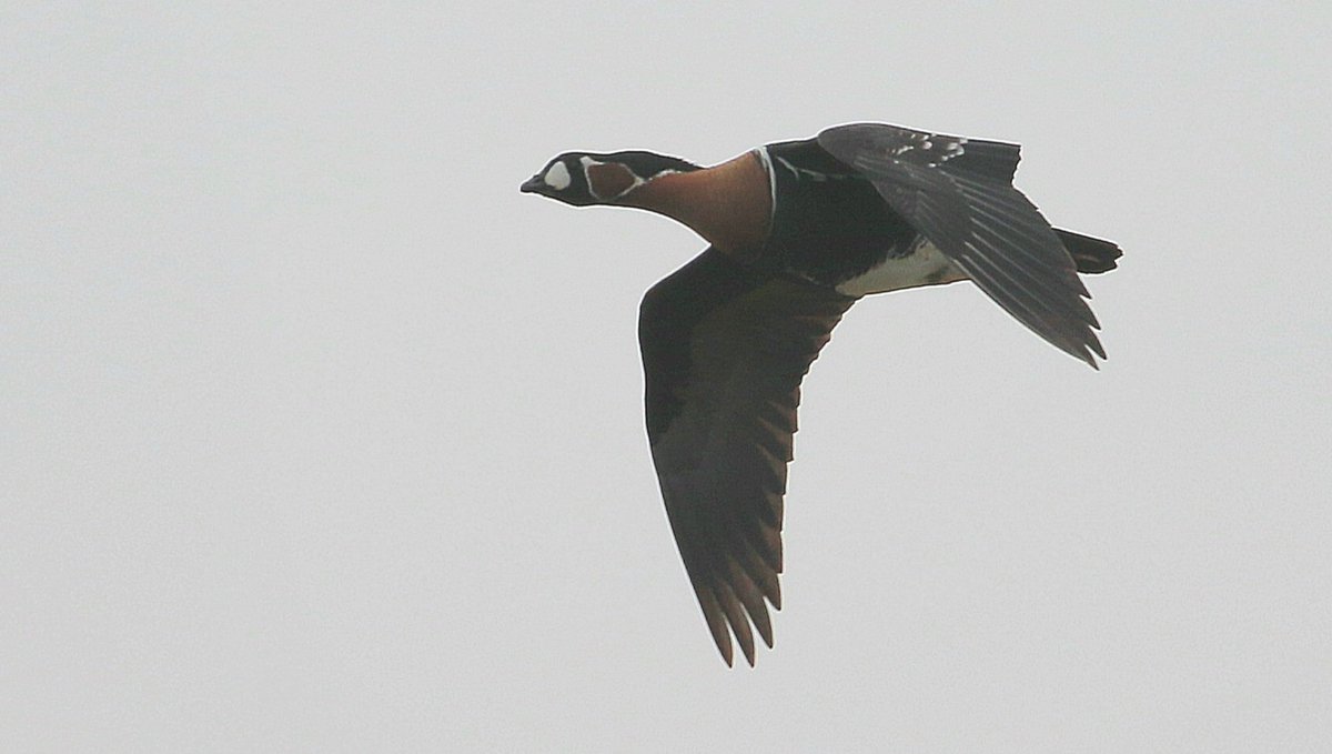 The @RSPBFrampton Red-breasted Goose was distant on the wet grassland to start with, but after a short while followed its Siberian mates right past me and onto the saltmarsh @RareBirdAlertUK