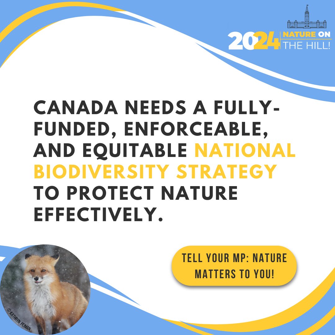 Today, the Canadian Environmental Network has joined a coalition of nature groups in Ottawa to speak with MPs, Senators, and Ministers about the need to halt and reverse nature loss. ⁠ Want to add your voice? bit.ly/3WhlPiu ⁠ #NatureOnTheHill #COP16 #Biodiversity
