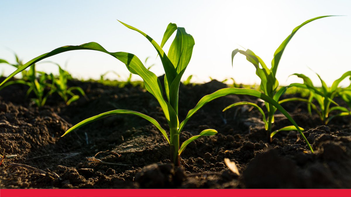 Ever wonder who's the king of corn? 🌽Accounting for 32% of global production, the U.S. is the world leader!

If you're curious how this year's corn planting is going, check out these 7️⃣ noteworthy insights from our friends at <a href="/SuccessfulFarm/">Successful Farming</a>: bit.ly/4dpbiHV.