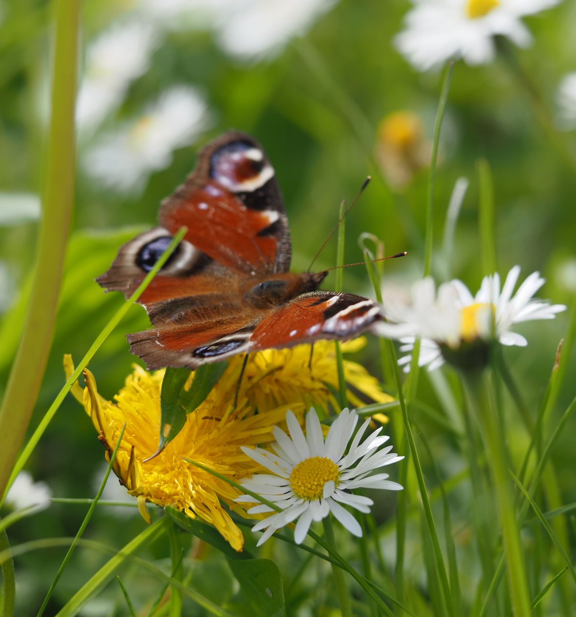 Peacock butterfly on a Dandelion for #WildWebsWednesday.