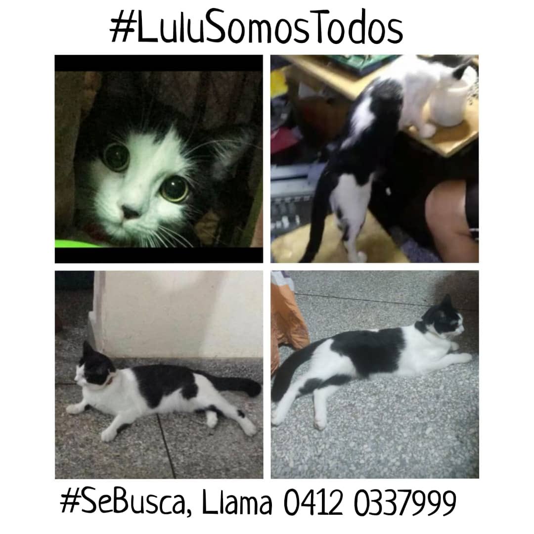 #1May  #LuluSomosTodos, te #Seguimos buscando. Safari #Carabobo, puedes ayudar difundiendo en los grupos y/o vecinos. Que no es fácil? Más difícil es para nosotros no tenerla. Agradecimiento, Recompensa y Discreción. Llama! 0412 0337999 único contacto.