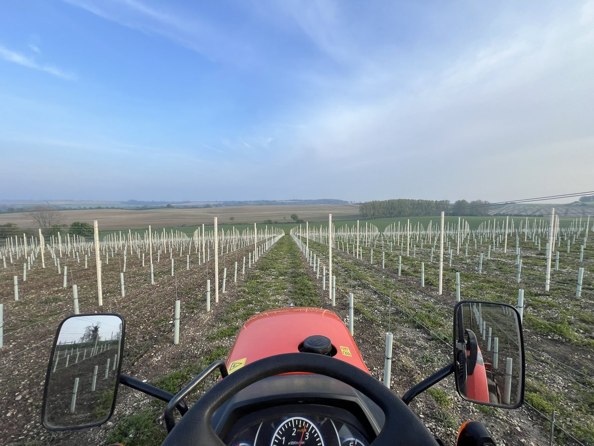 This evenings office view down in the vineyard 🚜💨💨🍇🍇