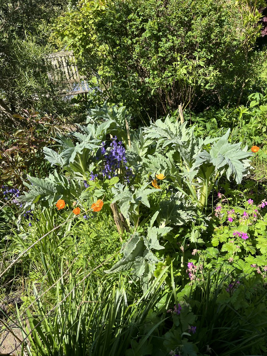 New on the blog: the #endofmonth review of the garden for April finds it still rather soggy and with growth in abundance #gardenblog #mygarden #blog #endofmonthview #GardeningTwitter #gardeningX
#taplink blackberrygarden.co.uk/2024/05/end-of…