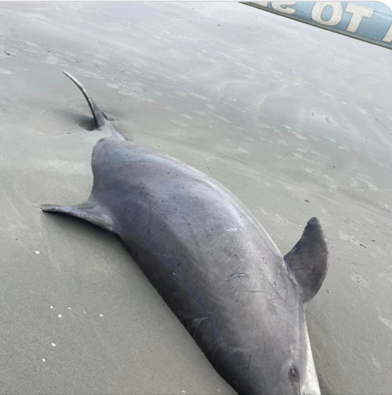 New: Dead #dolphin washes up on Diamond Beach -Wildwood Crest, New Jersey    Today, 5-1-2024