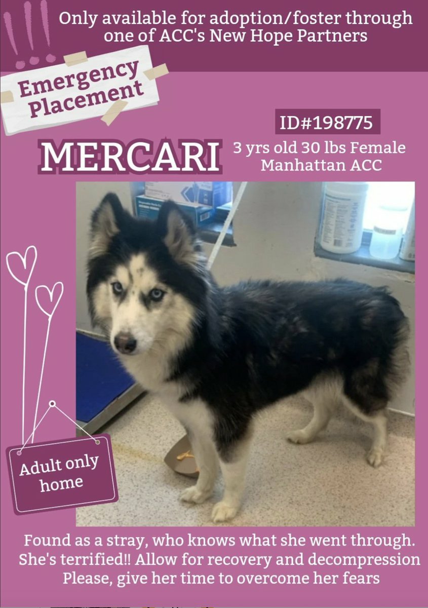 🆘️ Emergency Placement needed for MERCARI💔 3y #Macc Nycacc.app #198775 This Beauty was found Stray noone knows whats she been through shes understandably frightened sheneeds Time+patience Dm @CathyPolicky @SuzanneSugar 🆘️ 
NHO #FostersSaveLives 🙏 Share #Pledge