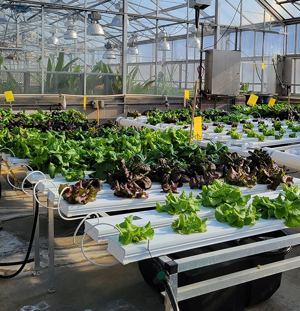 Inspired by Mars plant cultivation, #TAMUecen graduate student Sambandh Dhal is using artificial intelligence algorithms to grow plants in nutrient-rich water! Congratulations to Sambandh on this well-deserved recognition! Read more: tx.ag/Dhal