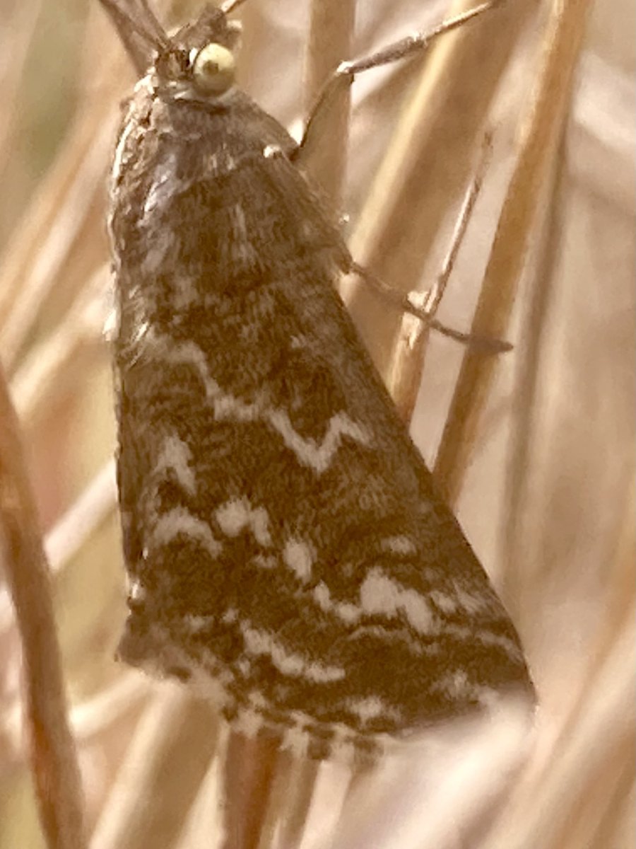 Further to my recent rotten photo of Evergestis frumentalis found in Valencia It appears not to have a common name in U.K. probably as it’s not found there. French call it Evergete de la Moutarde. Perhaps Evergete wotalanfound might do? 
😂😂😂
#moth
#moths
#MothsMatter
#TeamMoth