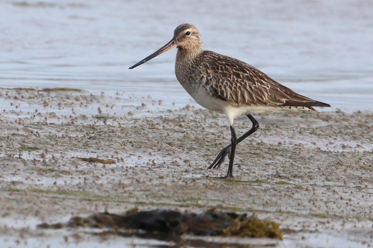 This Bar-tailed Godwit gave close views at Ferrybridge as it wandered along the waterline.