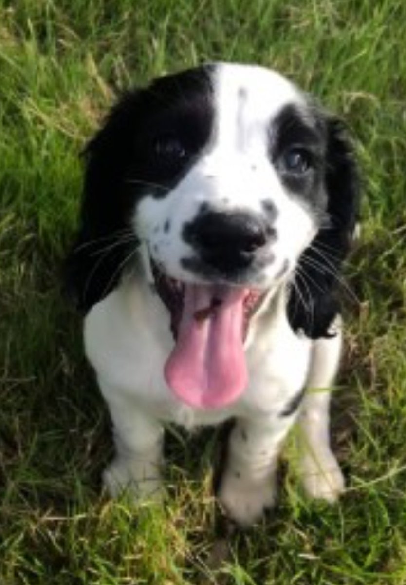 HOLLIE #SpanielHour #STOLEN
Female #EnglishSpringerSpaniel Puppy Black and White Microchipped Tattooed

#Missing 02 Sep 2019 Taken from home #Dawlish #Devon EX7

doglost.co.uk/dog-blog.php?d…