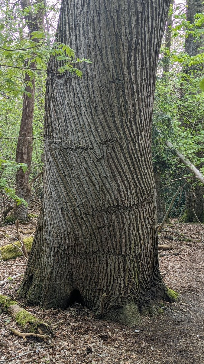 I have never seen this on #trees before. Sweet Chestnut (I think) in Great Wood, Fellbrigg, #Norfolk. The bark has some magnificent fluting and lattice work. #woodland #nature