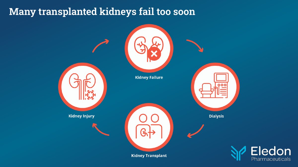 The average #KidneyTransplant recipient experiences kidney failure within 10-15 years post-transplant, resulting in a complex journey that may include transitioning between dialysis and #transplantation multiple times. Learn more: eledon.com/overview/focus/