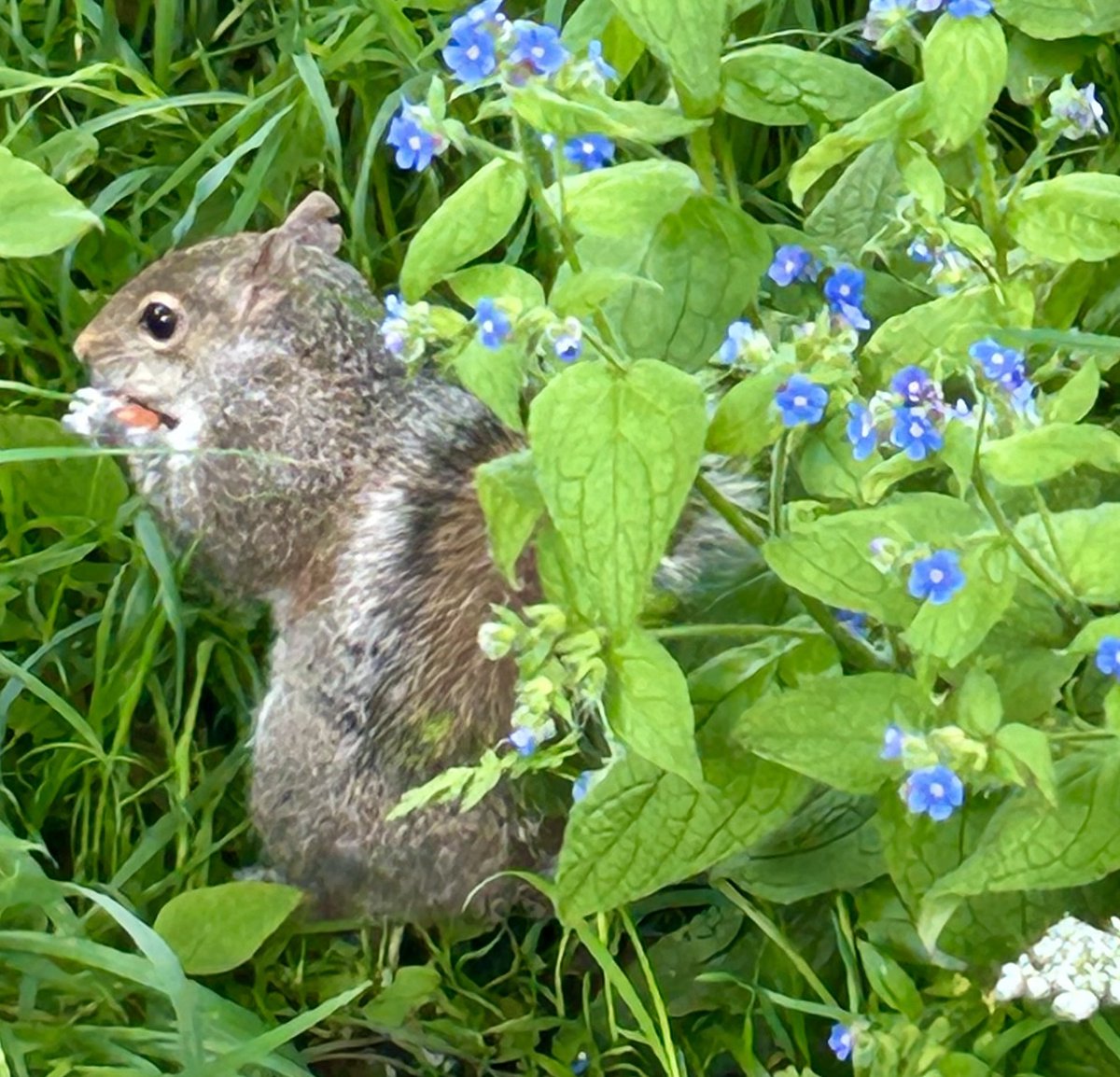 New Mama Reg having a break among the flowers. #SquirrelScrolling