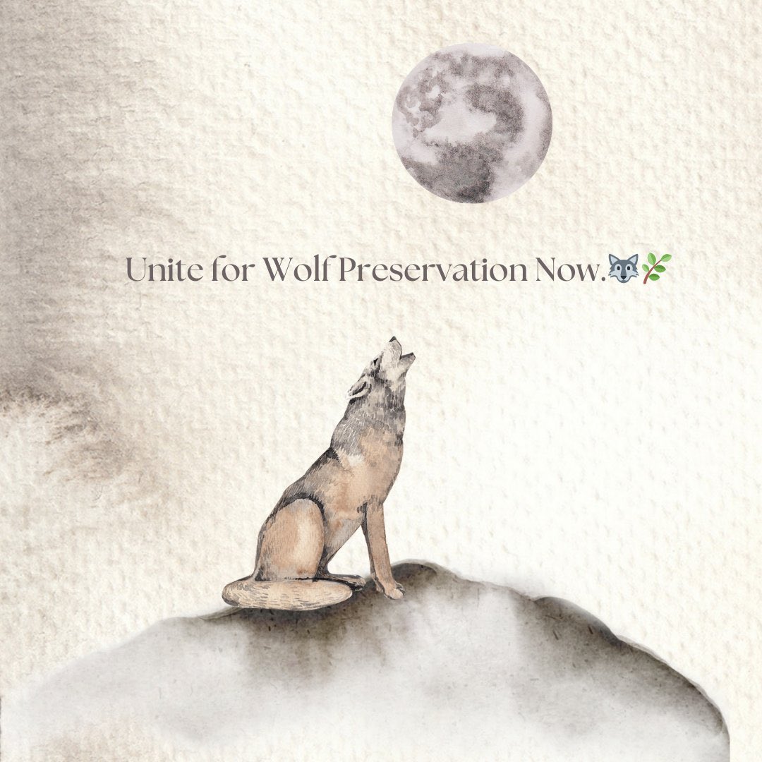 “He who passively accepts evil is as much involved in it as he who helps to perpetrate it. He who accepts evil without protesting against it is really cooperating with it.” - MLKJ 
#EndAnimalCruelty #CoExist #ImportantPredators #Justice #RelistWolves #BanWhacking #BanTrapping