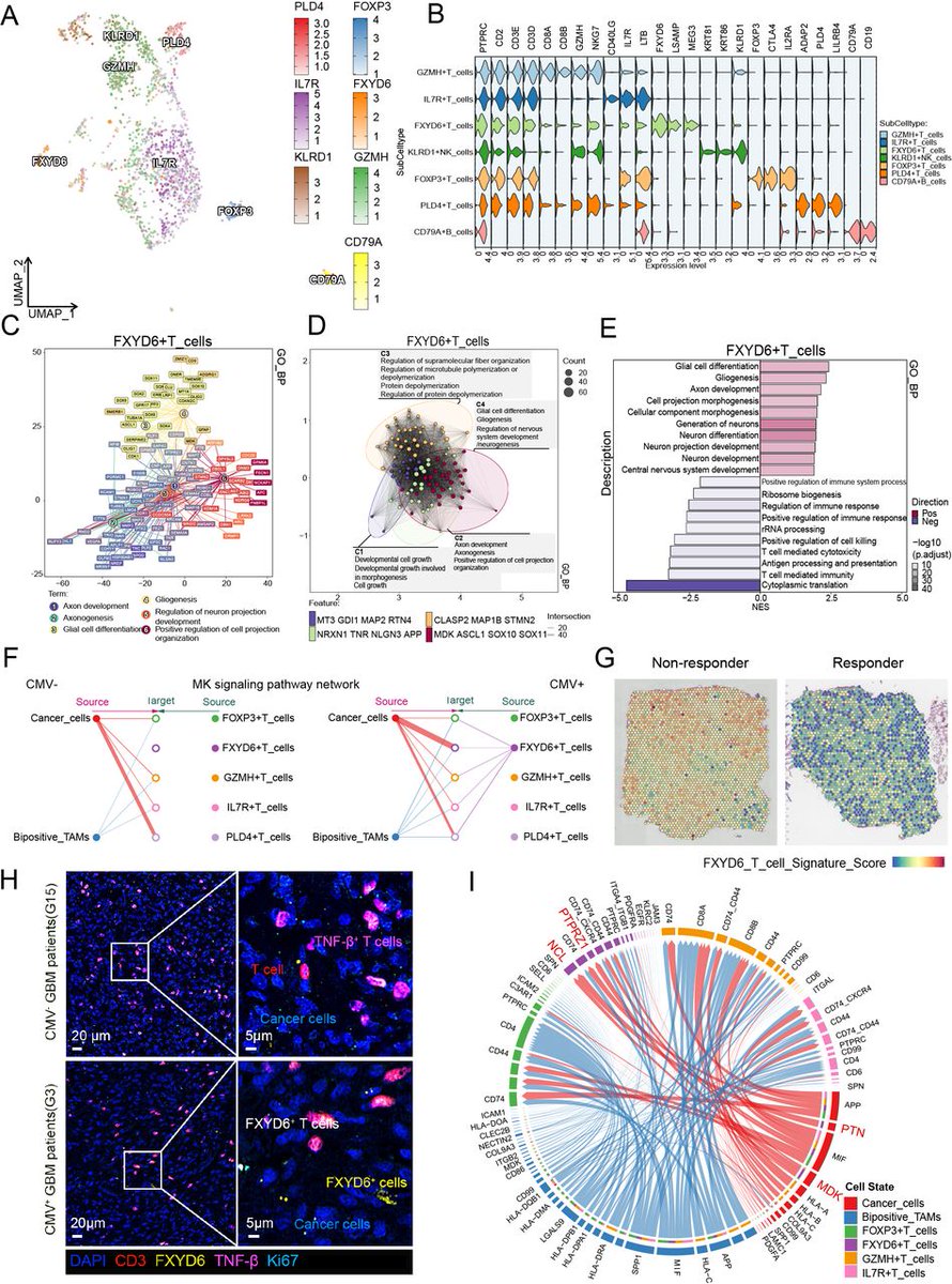 New #JITC article: ScRNA-seq reveals novel immune-suppressive T cells and investigates CMV-TCR-T cells cytotoxicity against GBM bit.ly/44mSSU6