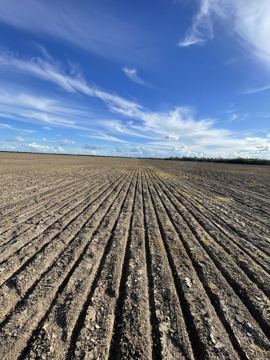 Sprayed and planted two trials (Phalaris and black oats control) in Moonie. Thanks to growers (Andrew and Elton), ⁦@GRDCNorth⁩ ⁦@UQ_News⁩ ⁦@QAAFI⁩