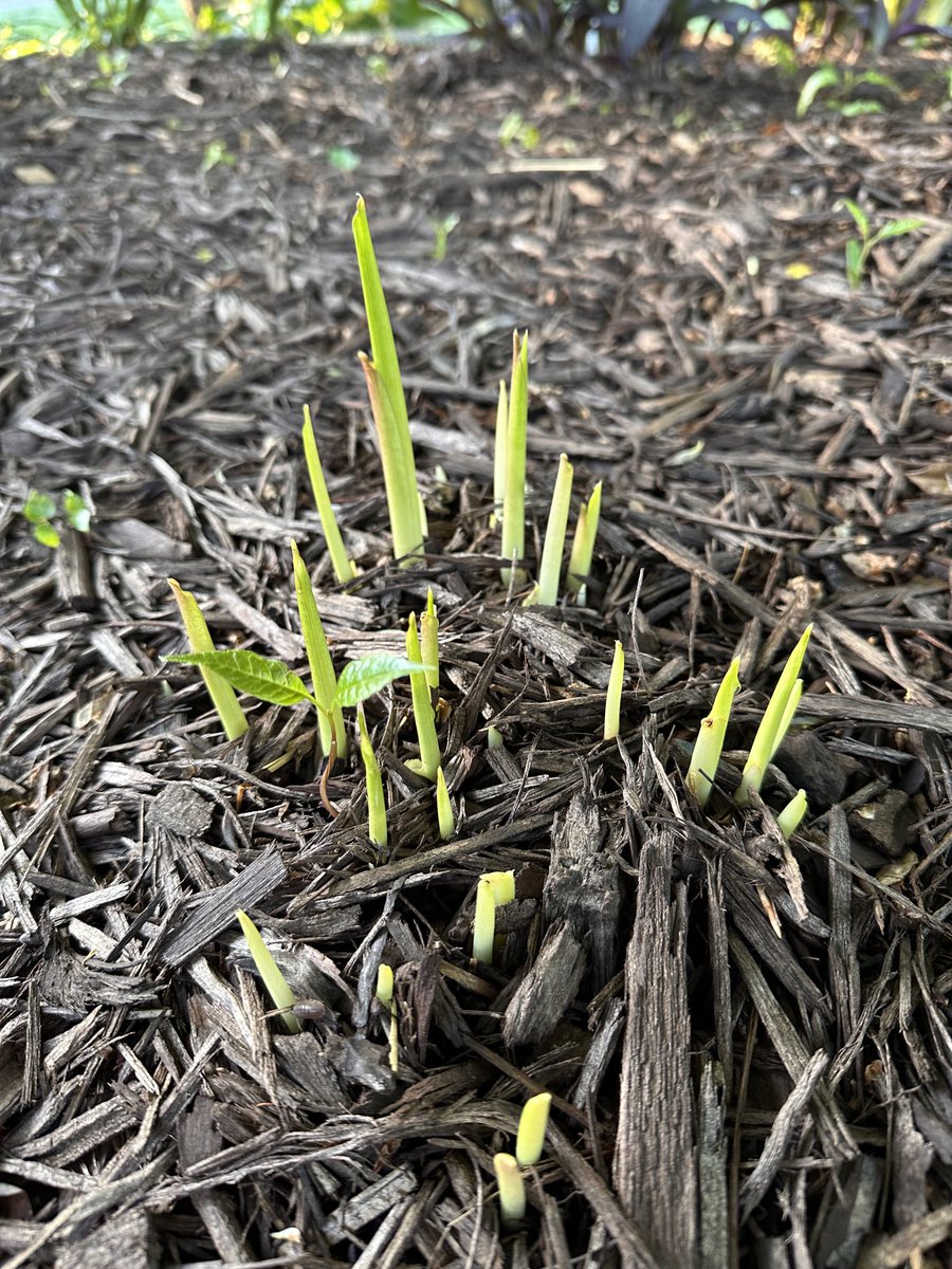 Many flowers are in bloom. Some have already come & gone but spring is still springing; purple heart, and Calla lilies are emerging. Your garden should be a symphony where the flutes played early in the year and now the strings are weighing in, and soon the brass will sound.