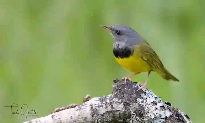 Mourning warbler, Caledon, Ontario
Photo by Trudy Harris-Gentile