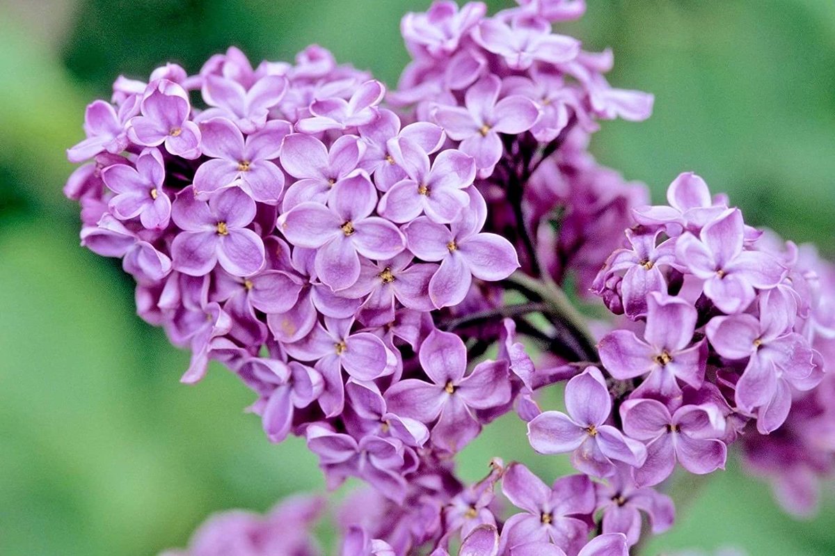 It was a day for Lilac 💜✌️🇮🇪 #Bealtaine #Ireland 
#TheOldWays