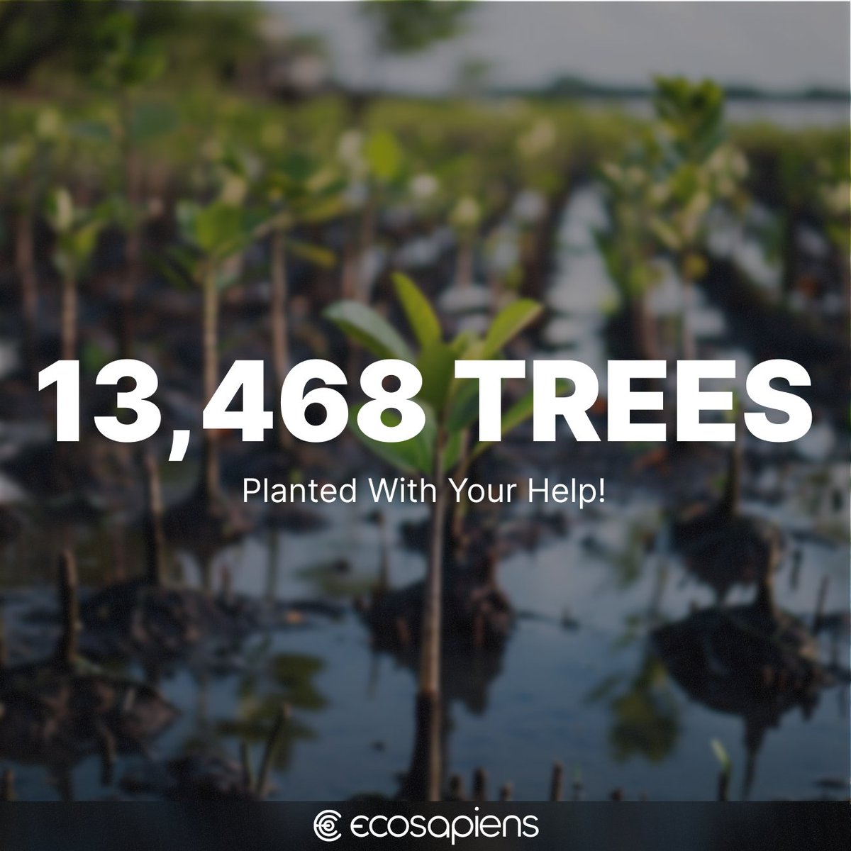 The results are IN!

As our Earth Day campaign comes to a close, we’d like to thank all unique individuals who participated in minting a collectible and/or sharing our IG post to plant a tree and make an impact.

13,468 mangroves will now be planted in Kenya with the help of…