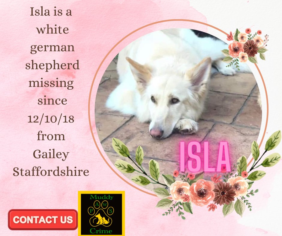 Where are you ISLA ??? Please give a share as YOUR could be THE share that brings that crucial information to find darling Isla ?? Please contact MUDDYPAWSCRIME on facebook @MissingPetsGB @HunnyJax