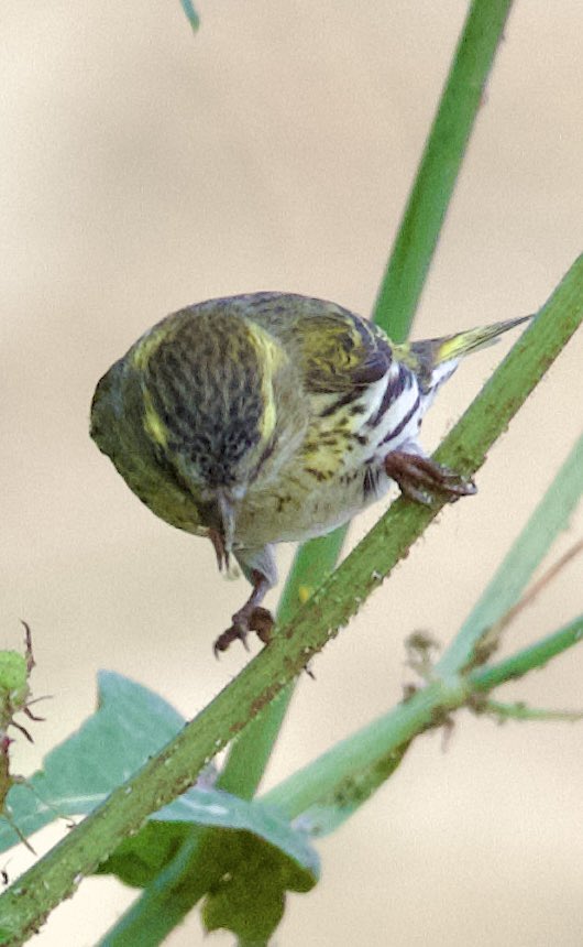 Eurasian siskin - Spinus spinus - Karabaşlı iskete #BirdsSeenIn2024 #birdwatching #birdphotography #BirdsOfX #naturelovers #GardenersWorld #NaturePhotography #NatureBeautiful #flowerphotography #wildlifephotography #nikonphotography #hangitür