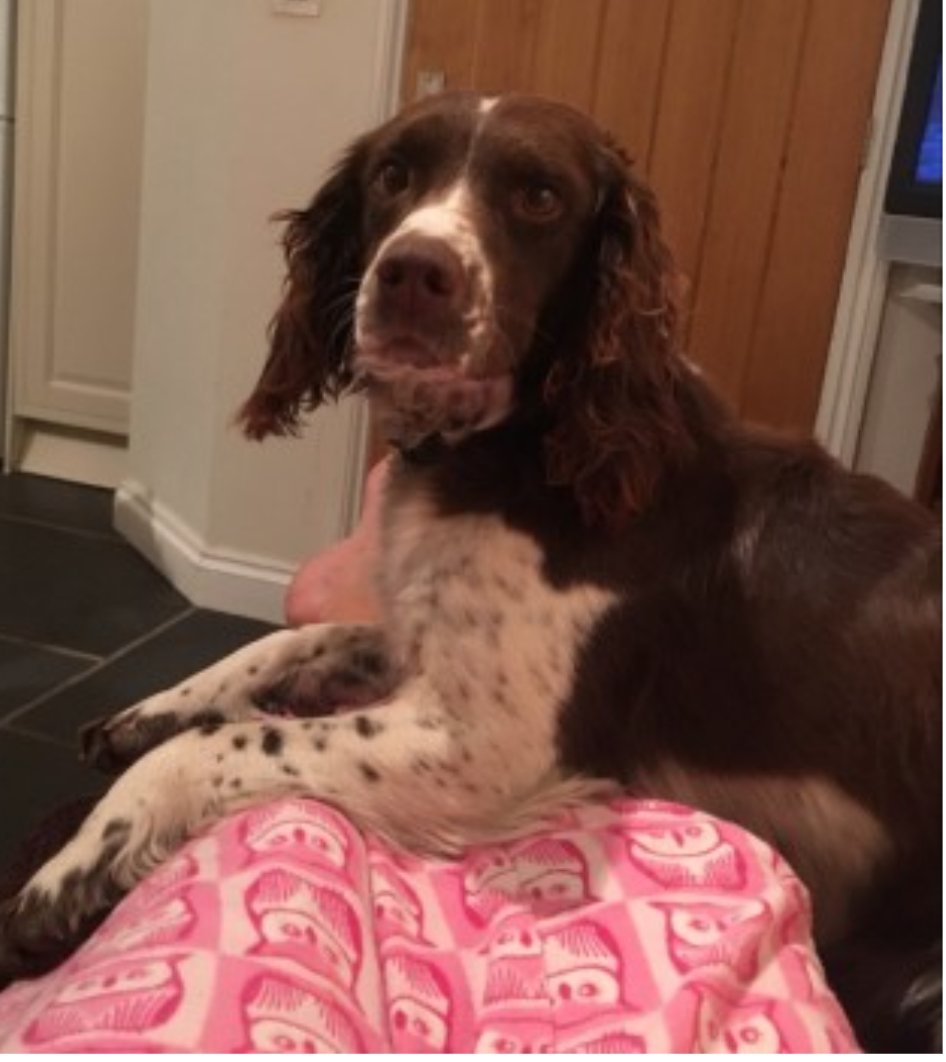 MOLLY #SpanielHour
Female #EnglishSpringerSpaniel Adult Liver and white Microchipped Tattooed

#Missing 19 Apr 2019 #RoseAsh #Devon EX36 just off 361 between Tiverton and Barnstable she is very timid, no sightings at all

doglost.co.uk/dog-blog.php?d…