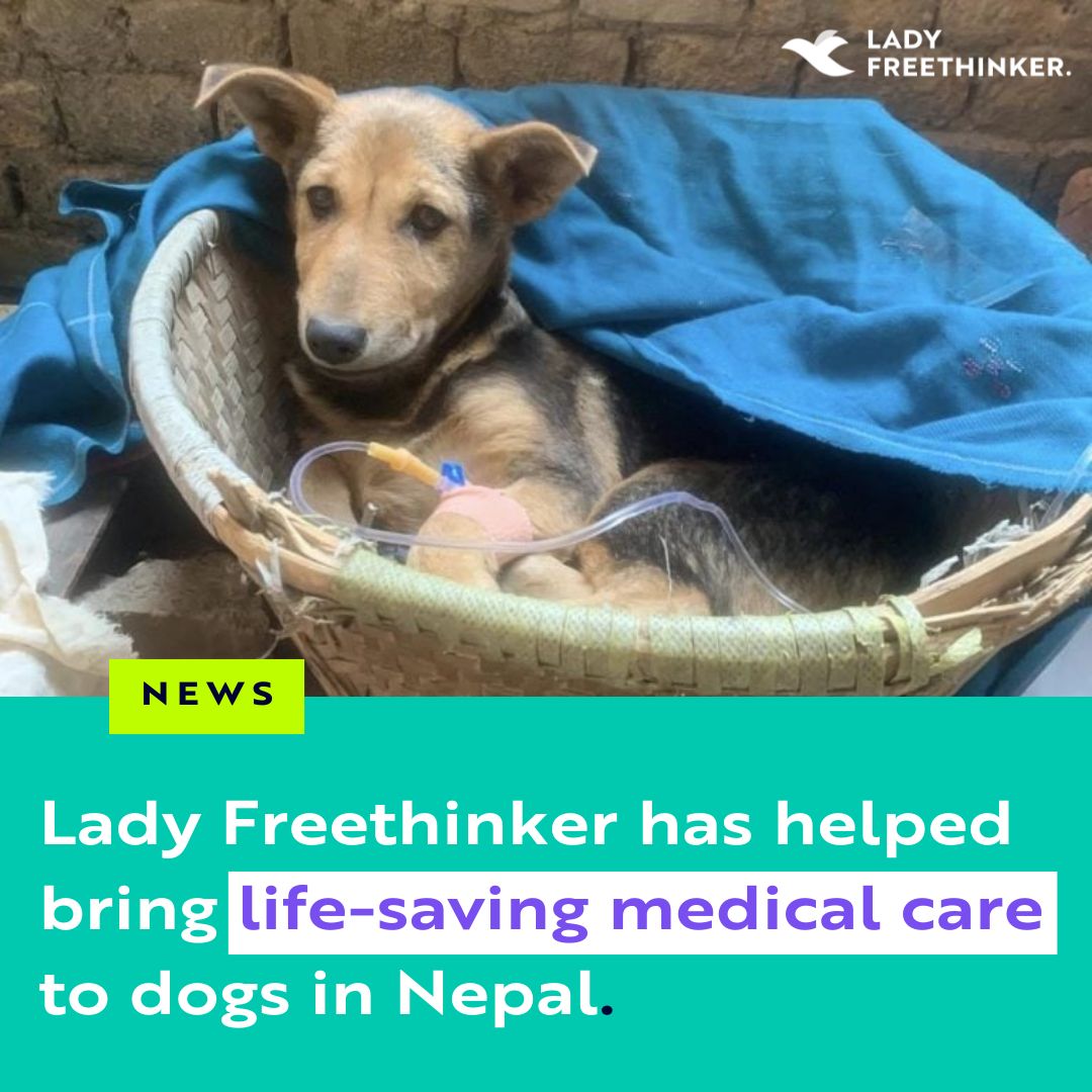 Good news for #dogs in #Nepal! 🐕

Lady Freethinker has helped sponsor a live-saving medical center to treat wounded and ill dogs in Nepal – including dogs who have been hit by cars.

Thank you to our supporters who helped make this possible! Learn more: ladyfreethinker.org/lft-helps-dogs…