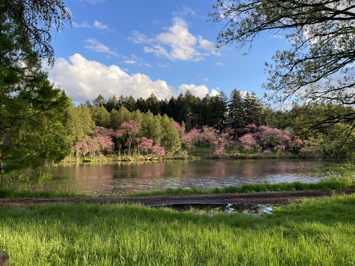 Nice evening ⁦⁦@MortonArboretum⁩