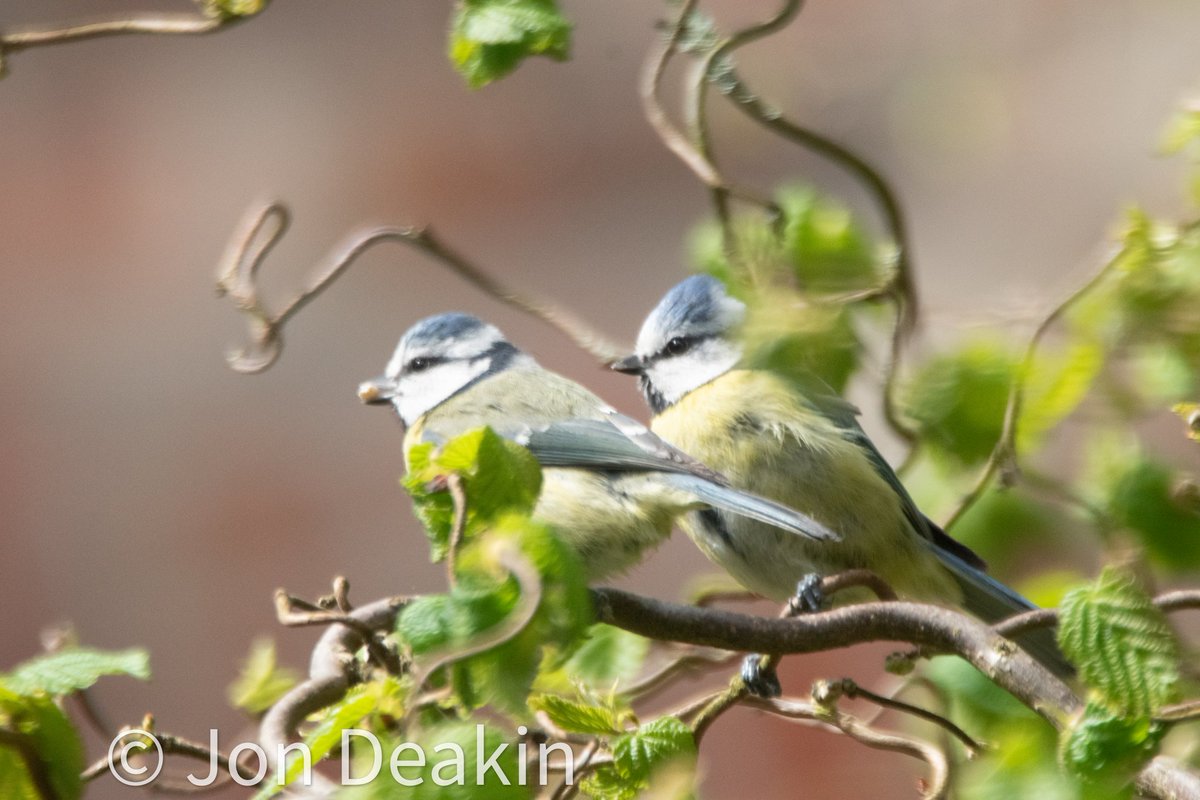 The blue tit couple. The male just gave the female a catch (from a feeder!) and is keeping close to her. Very close.