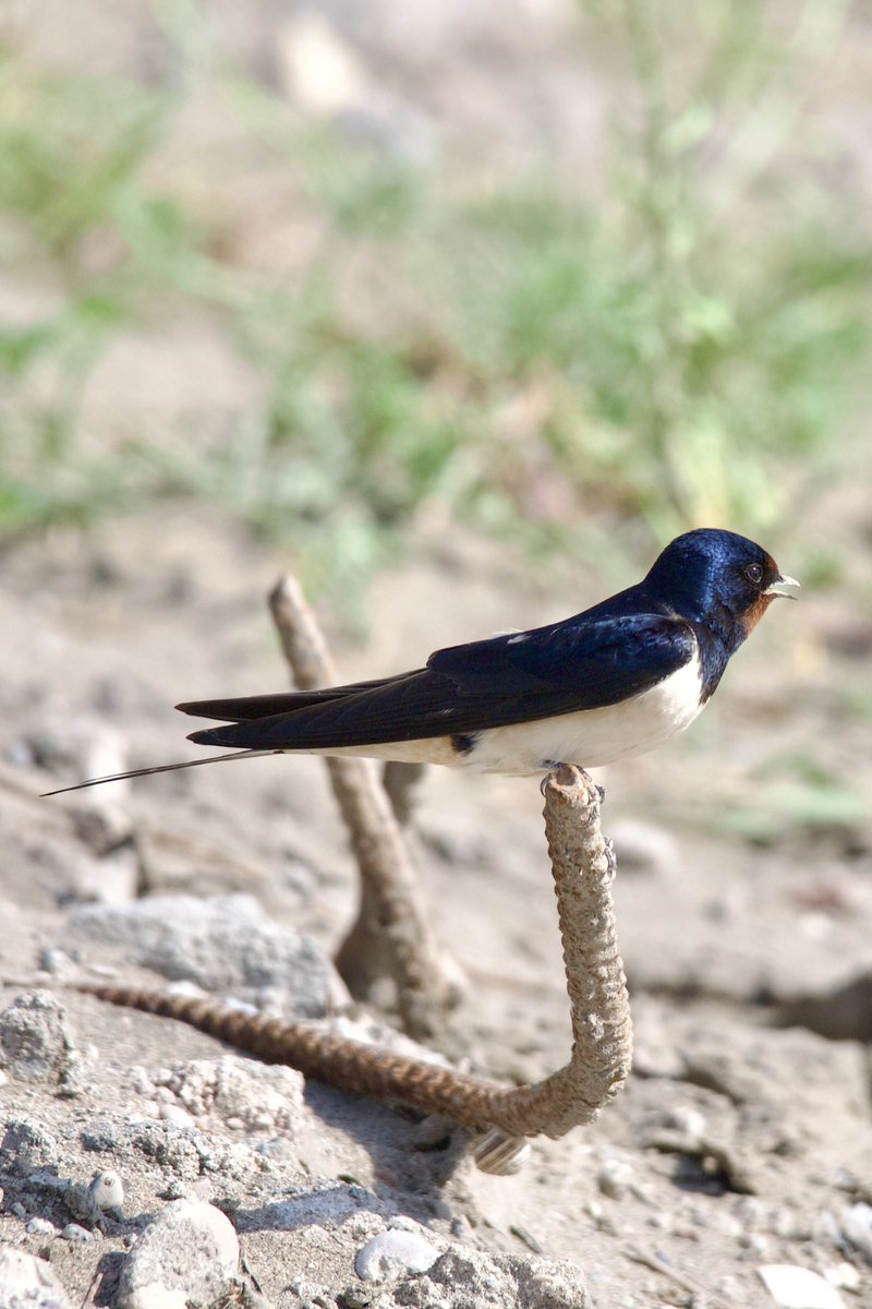 Barn swallow - Hirundo rustica - Kır kırlangıcı #birdphotography #birdwatching #BirdsSeenIn2024 #BirdsOfX #nature撮影会 #naturelovers #birding #gardenphotography #NaturePhotography #naturetherapy #Sigmaライバー #wildlifephotography #nikonphotography #nikonz6ii #hangitür