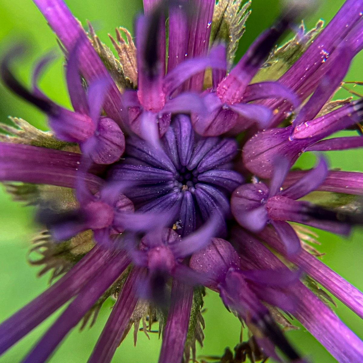 Using a magnifying glass to look closely.... delighting in the beauty 📷 

The unfurling centre of a Cornflower (with ants exploring the underside). 

#FoundBeauty #NoticeNature#solaceinnature #senseofplace#lovewhereyoulive #smalldetails