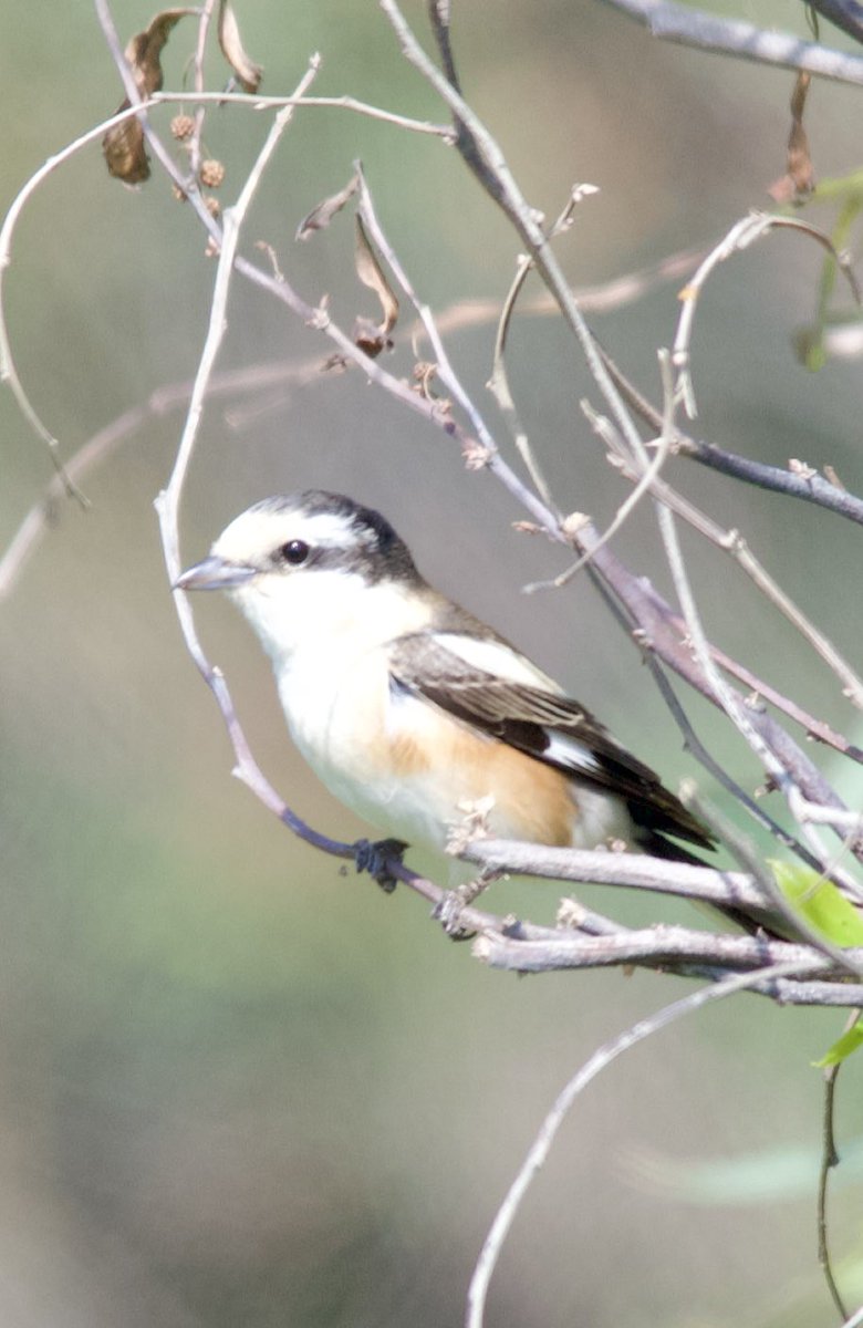 Masked shrike - Lanius nubicus - Maskeli örümcekkuşu #BirdsSeenIn2024 #birdwatching #birdphotography #BirdsOfX #naturelovers #GardenersWorld #NaturePhotography #NatureBeautiful #flowerphotography #wildlifephotography #nikonphotography #hangitür