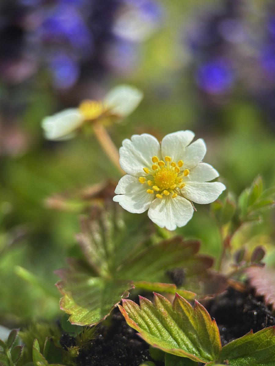 Beautiful Wild Strawberry 🍓 (Fragaria vesca) flowers growing amidst the Bugle (Ajuga reptans) at Braunton Burrows today 🤍 @wildflower_hour @BSBIbotany