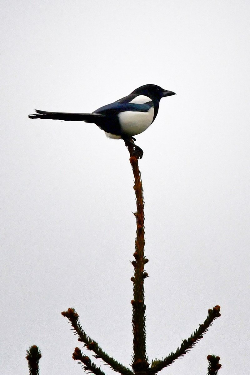 Bird on a stick 01 05 2024 Magpie on a conifer. Magpie (Pica pica) @Natures_Voice #bos2024