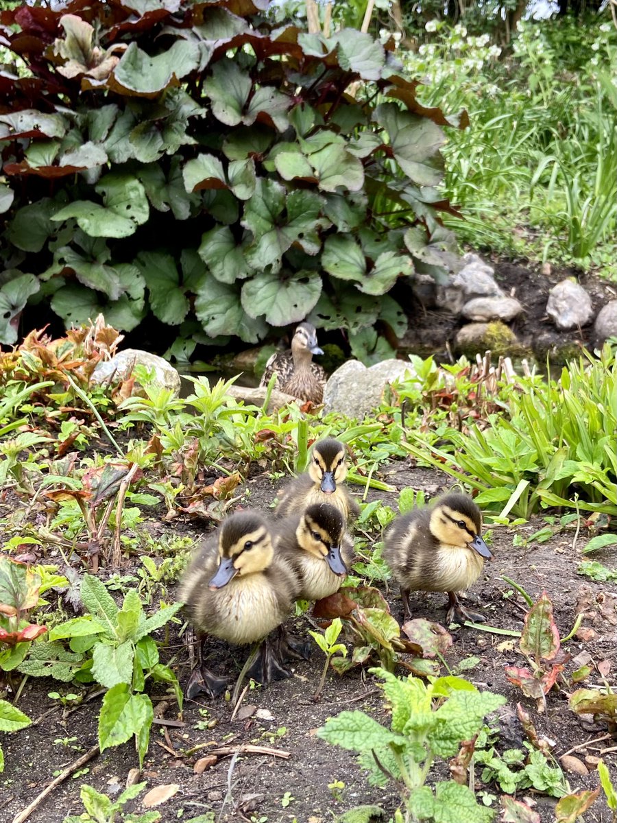 MALLARD DUCKLINGS 🦆🐥