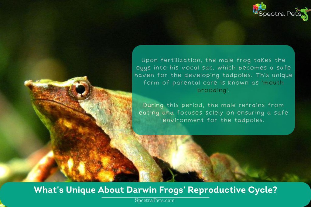 How Do Darwin Frogs Reproduce and What’s Unique About Their Reproductive Cycle?

Read more 👉 lttr.ai/ASF9e

#GainInsights #FascinatingWorld #DarwinFrogs #Frogs #ComprehensiveGuideAims #WidelyDebatedQuestion #MorphologicalCharacteristicsRanges #WellDevelopedHindLegs