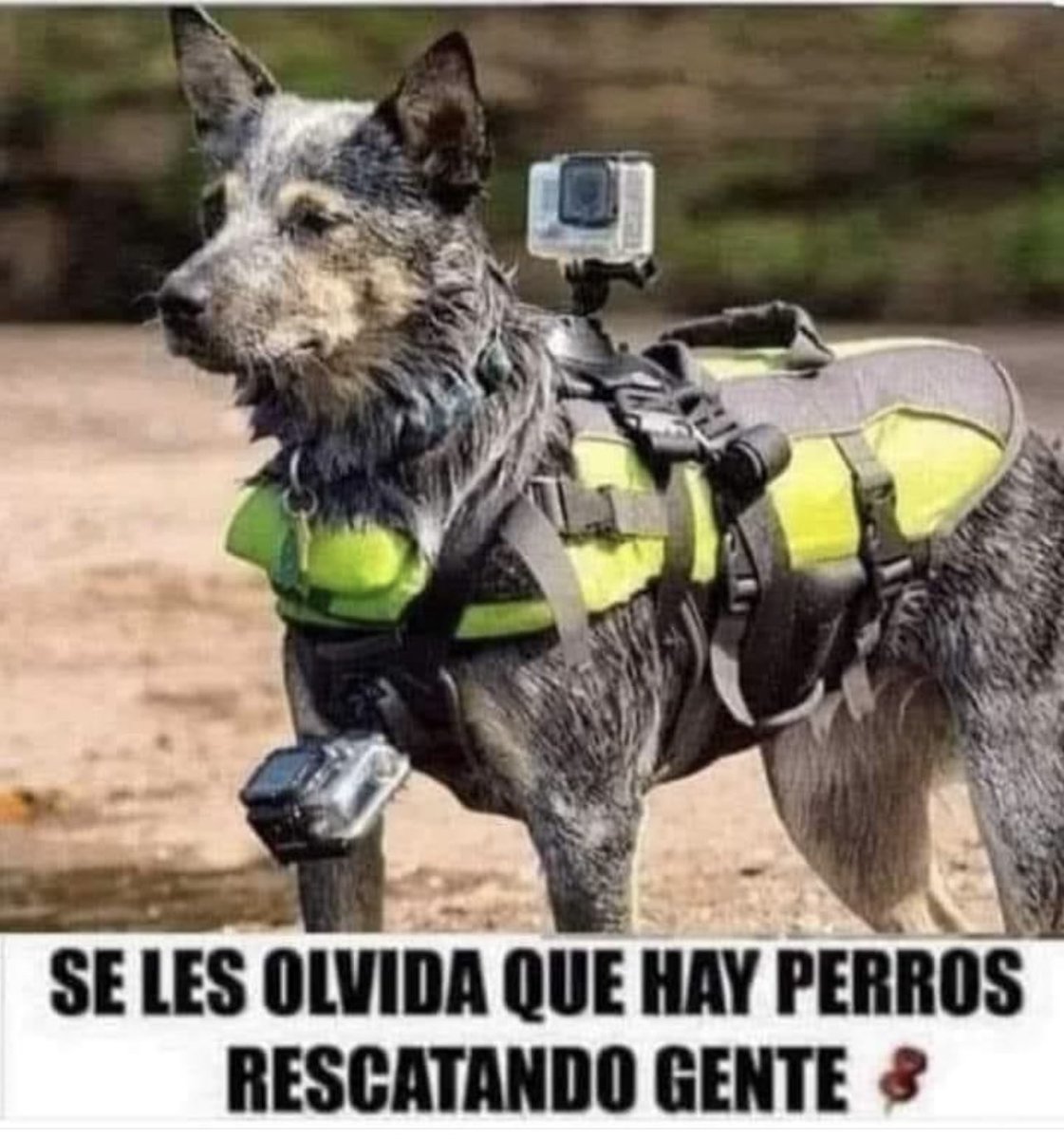 Hay gente que critica que se pierde mucho tiempo rescatando PERROS durante los desastres; se les olvida que…