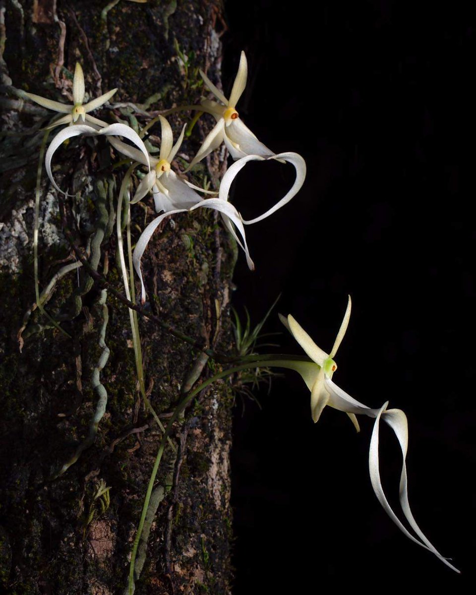 Florida boasts nearly 100 species of native orchids, including the rare Ghost Orchid shown here. These diverse species thrive in a variety of habitats, from pinelands and hardwood hammocks to wetlands like prairies and marshes.⁠