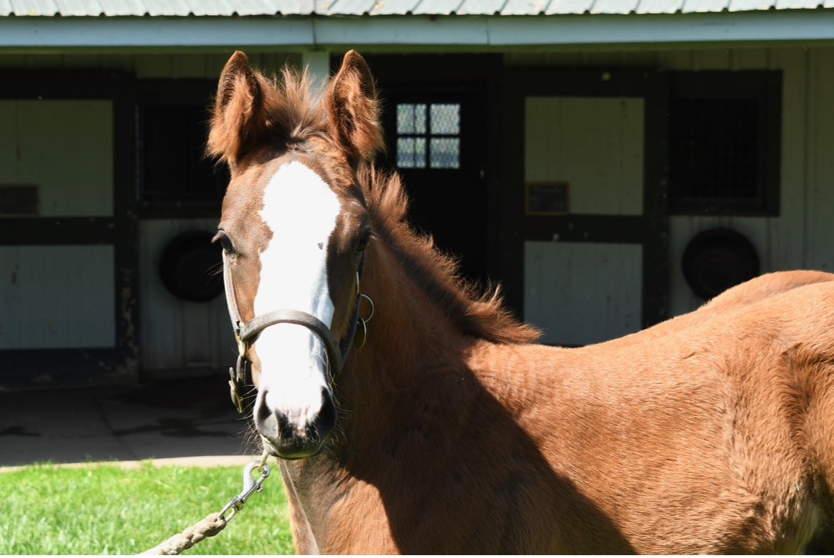 Really digging his hairdo 💇‍♂️💙 💛 🛥️ @Gainesway