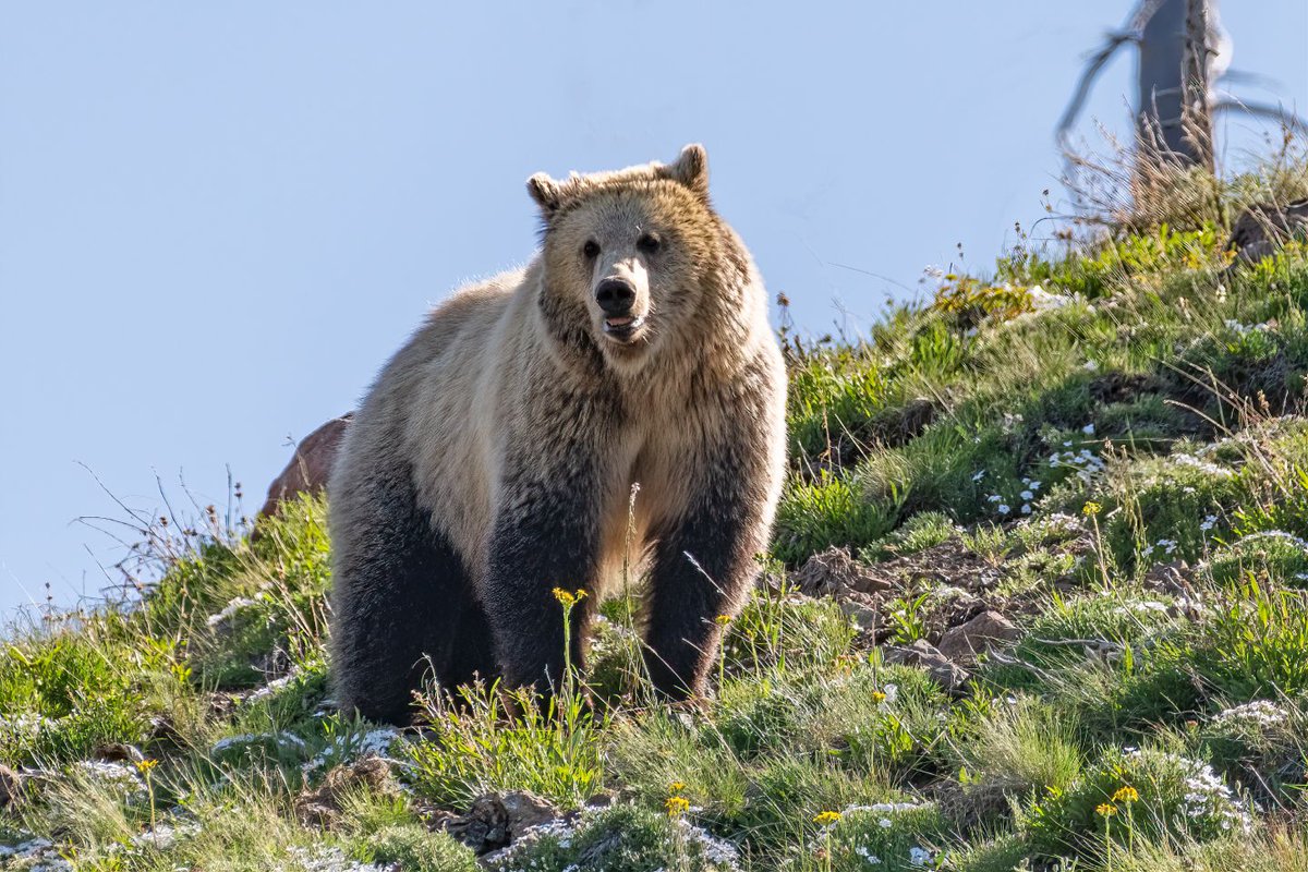 We love talking about the wildlife of Cody Yellowstone every day — but especially on #WildlifeWednesday! In fact, we love sharing our wildlife so much, we wrote an entire blog about the animals of Cody Yellowstone! Check it out: bit.ly/3weZFCS