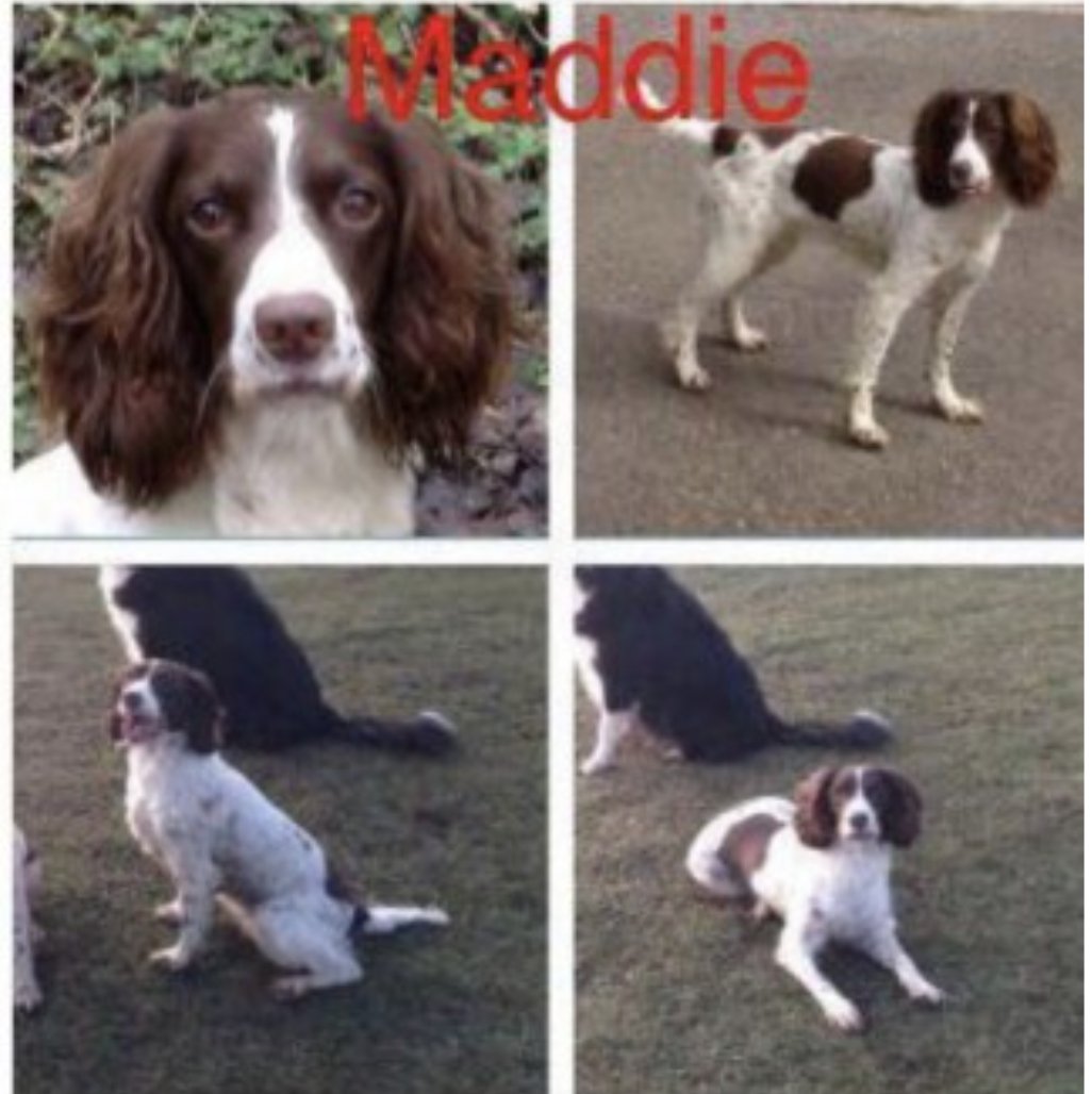 MADDIE #SpanielHour #STOLEN Female #EnglishSpringerSpaniel Adult liver and white Microchipped Tattooed

#Missing 27 Jan 2016 GL6
STOLEN along with 2 others -now found Bristol and London.

doglost.co.uk/dog-blog.php?d…