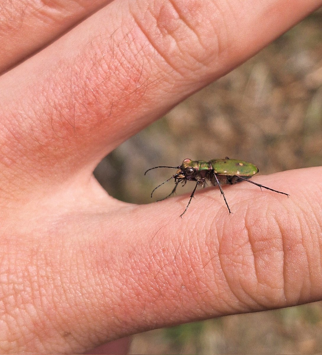 10 DAYS TILL MARINE MILES BEGINS!👣 Another great training day with my folks in the Peak District going up Kinder Scout and down Jacob's Ladder seeing Cuckoo, Redstart & Green Tiger Beetle. The countdown is really on! Donate what you can to @HWDT_org 👇 gofundme.com/f/marine-miles…