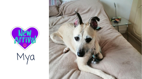 New arrival #MixedBreed Mya almosthome.dog #NorthWales #RescueDog #dogrescue
