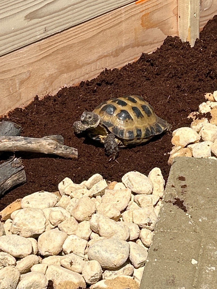 Grom (my tortoise) gets a summer home