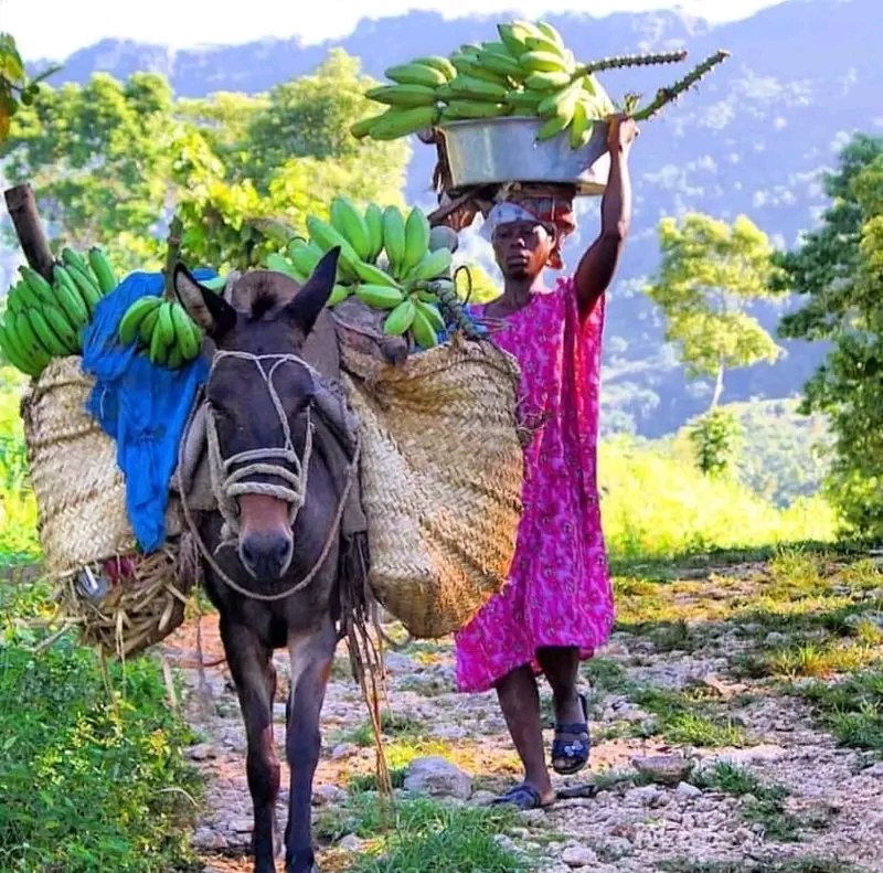 ♥️ Nan fon peyi a, lavi pa kanpe.