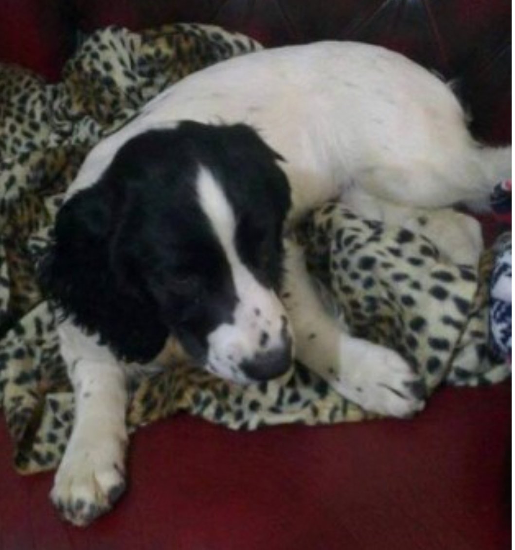MISSY #SpanielHour
Female #EnglishSpringerSpaniel Puppy White & black Docked tail Tagged Microchipped

#Missing 09 Nov 2018 Southfield Road #Bude EX23
Wearing Pink collar with contact numbers

doglost.co.uk/dog-blog.php?d…