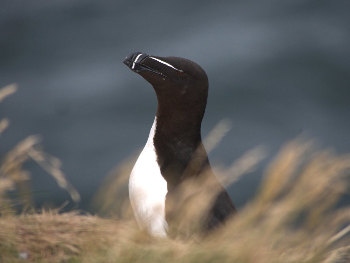 SeabirdCentre tweet picture