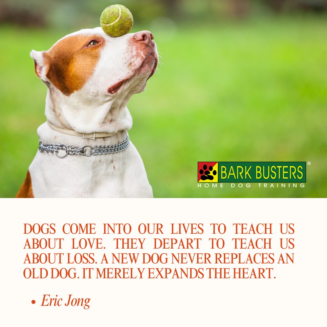 Experience the expansion of the heart as each new dog enriches our lives with love, reminding us that while they may never replace those who've gone, they bring new dimensions to our capacity for affection.
.
#stephaniecurtis #valleydogtraining #inhomebehavioraltraining