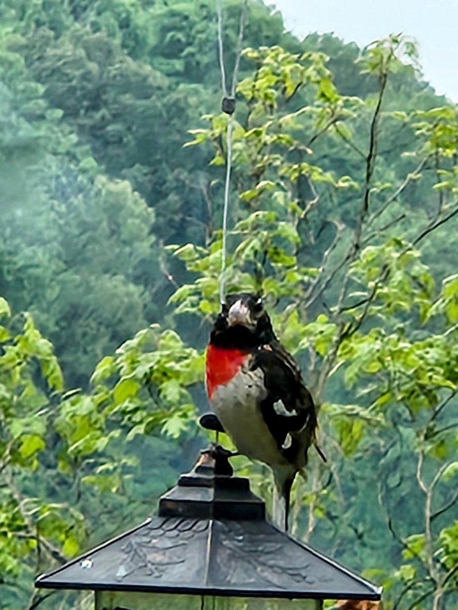 What beautiful birds.