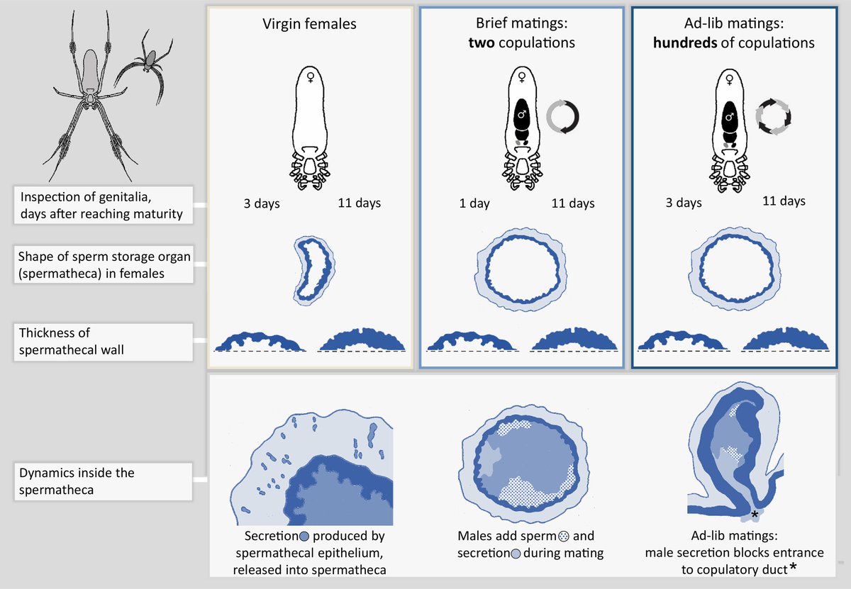 Sperm storage organs change with female age and mating history in the Golden Silk spider - #OpenAccess …lpublications.onlinelibrary.wiley.com/doi/10.1111/jz… #spiders @WileyEcolEvol